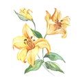 The spring flowers lily painting watercolor Royalty Free Stock Photo