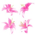 Spring flowers Lily pink Daylily vector Royalty Free Stock Photo