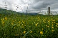 Spring Flowers Line The Road In Cades Cove Royalty Free Stock Photo