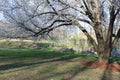 Spring flowers at Lockwood Park