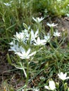 Spring flowers look like small white stars. Spring stars