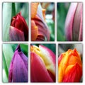 Spring flowers macro collage