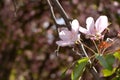 Spring flowers macro view. Blooming apple tree