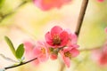 Spring flowers macro view. Shallow deep focus Royalty Free Stock Photo