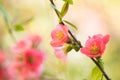 Spring flowers macro view. Shallow deep focus Royalty Free Stock Photo