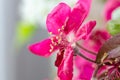Spring flowers macro view. Shallow deep focus Royalty Free Stock Photo