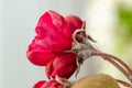 Spring flowers macro view. Shallow deep focus