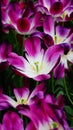 Spring flowers: magenta / purple tulips close up