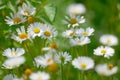 Spring flowers marguerite blossoms