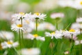 Spring flowers, marguerites in a green meadow Royalty Free Stock Photo