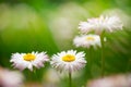 Spring flowers, marguerites in a green meadow Royalty Free Stock Photo
