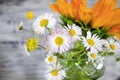 Spring flowers marguerites Royalty Free Stock Photo