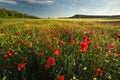 Spring flowers in meadow. Beautiful landscapes