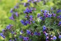 Spring flowers of the medunica. Pulmonaria officinalis.