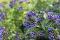 Spring flowers of the medunica. Pulmonaria officinalis.