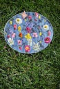 Spring Flowers On Mirror. Grass Background And Blue sky Reflected in Mirror Royalty Free Stock Photo