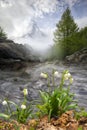 Spring flowers by a mountain lake in the Alps