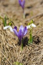 Spring flowers on the Mountains Royalty Free Stock Photo