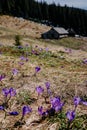 Spring flowers in the mountains. crocus Royalty Free Stock Photo