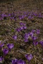Spring flowers in the mountains. crocus Royalty Free Stock Photo