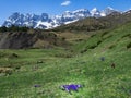 Spring flowers in the mountains of Partacua and Pe?a Telera, Huesca Pyrenees