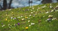 Spring flowers