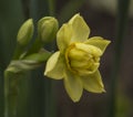 Spring flowers - multifloral Narcissus Royalty Free Stock Photo