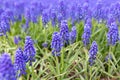 Spring flowers of muscari armeniacum in a flower bed Royalty Free Stock Photo