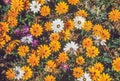 Spring flowers in Namaqualand