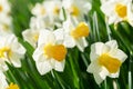 Spring flowers. Narcissus flowers blooming in a garden Royalty Free Stock Photo