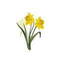 Spring flowers narcissus isolated on white background Royalty Free Stock Photo