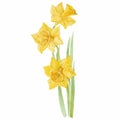 Spring flowers narcissus isolated on white background. Vector, w Royalty Free Stock Photo