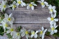 Spring flowers. Narcissus on a old wood background. A lot of white daffodils. Floral background. Happy Women`s Day Royalty Free Stock Photo