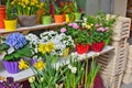 Spring flowers - narcissus and tulips in pots are on sale in the