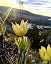 Spring flowers. nature awakens from winter sleep. Backache, sleep-grass. Royalty Free Stock Photo