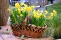 Spring flowers in the nature basket
