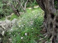 Spring flowers among olive trees Royalty Free Stock Photo