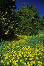 Spring flowers in Orange Groves, Ventura County, CA