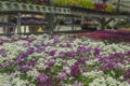 Spring flowers organic in michigan seasonal planter racks in greenhouse of local plants. Copyspace in top right.