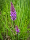 Spring flowers, Palekh, Vladimir region, Russia