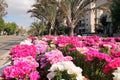 Flowers and palms