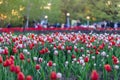 Spring flowers in park with walking people. Tulip festival in Ottawa, Canada Royalty Free Stock Photo