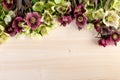 Spring flowers pastel color natural background. Lenten roses over light wooden table