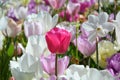 Spring flowers, pastel tulips and daffodils in pink and white colors