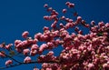 Spring flowers pattern. For easter and spring greeting cards with copy space. Cherry blossom. Sacura cherry-tree.