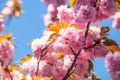 Spring flowers pattern. Sakura Festival. Cherry Blossom Trees Sakura spring flowers background. Royalty Free Stock Photo