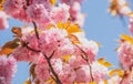 Spring flowers pattern. Sakura Festival. Cherry Blossom Trees Sakura spring flowers background. Royalty Free Stock Photo
