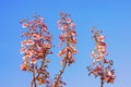 Spring flowers. Flowers of Paulownia tomentosa tree against blue sky