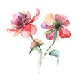 The spring flowers peony painting watercolor