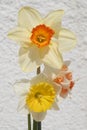Spring flowers, perfect bunch of mixed daffodils Royalty Free Stock Photo